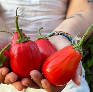 Dekoratīvais baklažāns 'African Red'